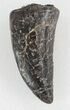 Serrated, Allosaurus Tooth - Colorado #35972-4